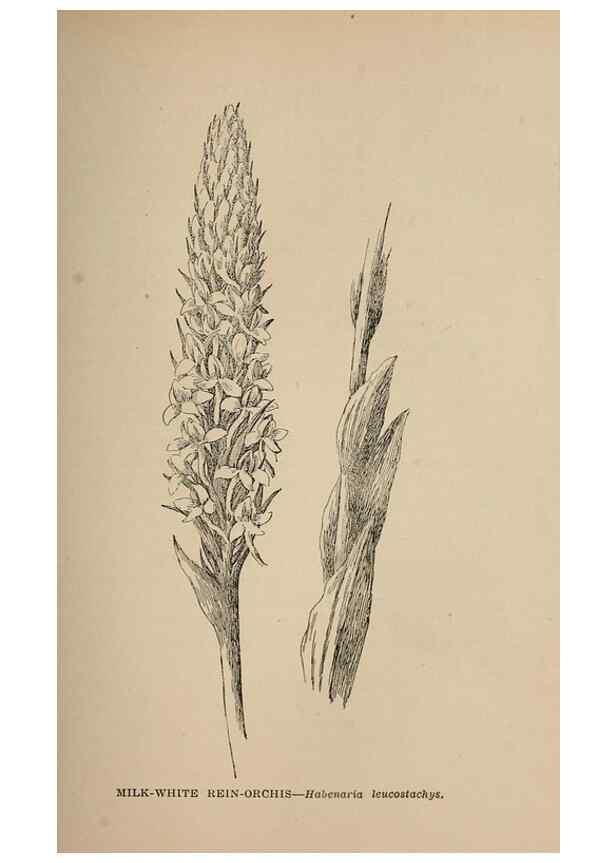 Reproducción/Reproduction 7176730640: The wild flowers of California;. San Francisco,Payot, Upham, & company,1902.