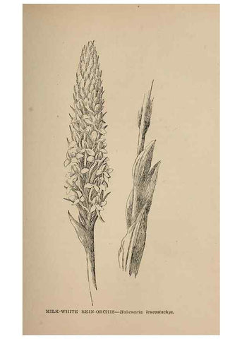Reproducción/Reproduction 7176730640: The wild flowers of California;. San Francisco,Payot, Upham, & company,1902.