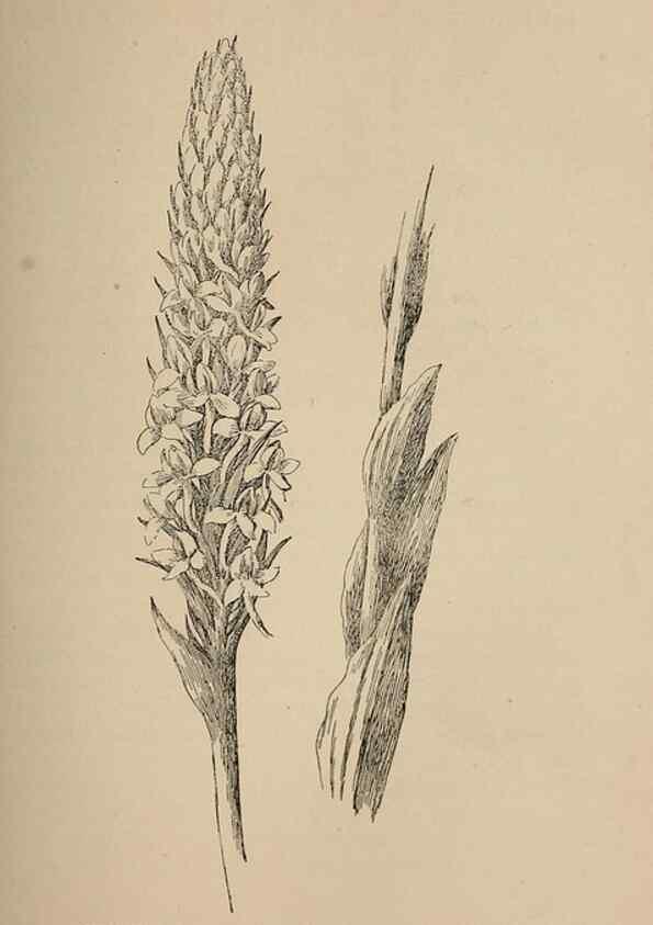 Reproducción/Reproduction 7176730640: The wild flowers of California;. San Francisco,Payot, Upham, & company,1902.