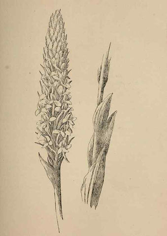 Reproducción/Reproduction 7176730640: The wild flowers of California;. San Francisco,Payot, Upham, & company,1902.