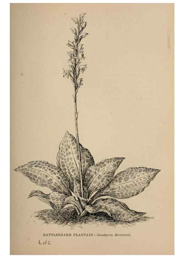 Reproducción/Reproduction 7176732016: The wild flowers of California;. San Francisco,Payot, Upham, & company,1902.