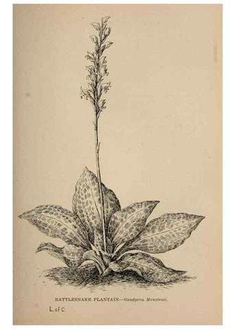 Reproducción/Reproduction 7176732016: The wild flowers of California;. San Francisco,Payot, Upham, & company,1902.