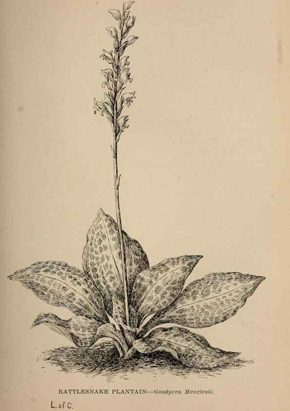 Reproducción/Reproduction 7176732016: The wild flowers of California;. San Francisco,Payot, Upham, & company,1902.