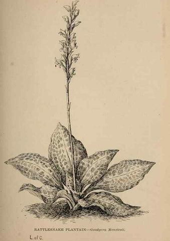 Reproducción/Reproduction 7176732016: The wild flowers of California;. San Francisco,Payot, Upham, & company,1902.