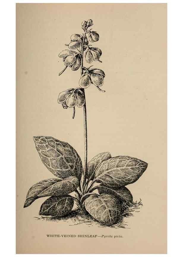 Reproducción/Reproduction 7176733672: The wild flowers of California;. San Francisco,Payot, Upham, & company,1902.