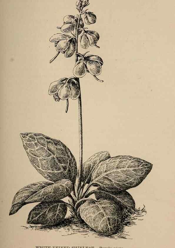 Reproducción/Reproduction 7176733672: The wild flowers of California;. San Francisco,Payot, Upham, & company,1902.