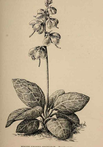 Reproducción/Reproduction 7176733672: The wild flowers of California;. San Francisco,Payot, Upham, & company,1902.