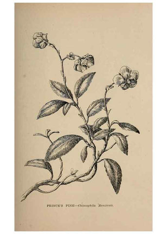 Reproducción/Reproduction 7176734832: The wild flowers of California;. San Francisco,Payot, Upham, & company,1902.