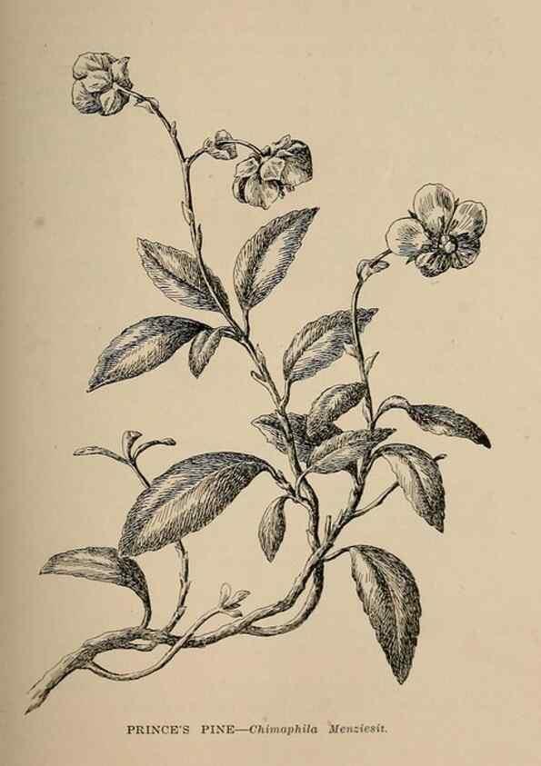 Reproducción/Reproduction 7176734832: The wild flowers of California;. San Francisco,Payot, Upham, & company,1902.