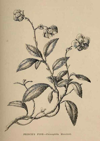 Reproducción/Reproduction 7176734832: The wild flowers of California;. San Francisco,Payot, Upham, & company,1902.