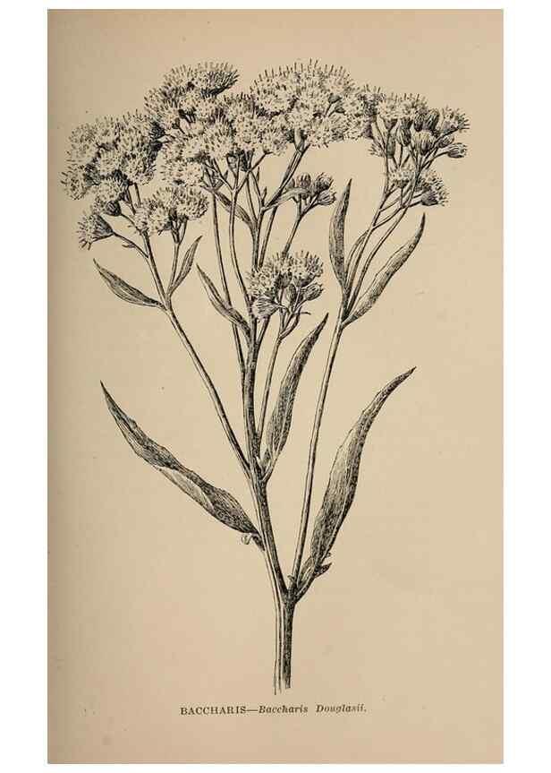 Reproducción/Reproduction 7176736334: The wild flowers of California;. San Francisco,Payot, Upham, & company,1902.