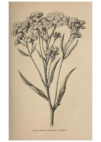 Reproducción/Reproduction 7176736334: The wild flowers of California;. San Francisco,Payot, Upham, & company,1902.