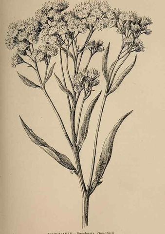 Reproducción/Reproduction 7176736334: The wild flowers of California;. San Francisco,Payot, Upham, & company,1902.