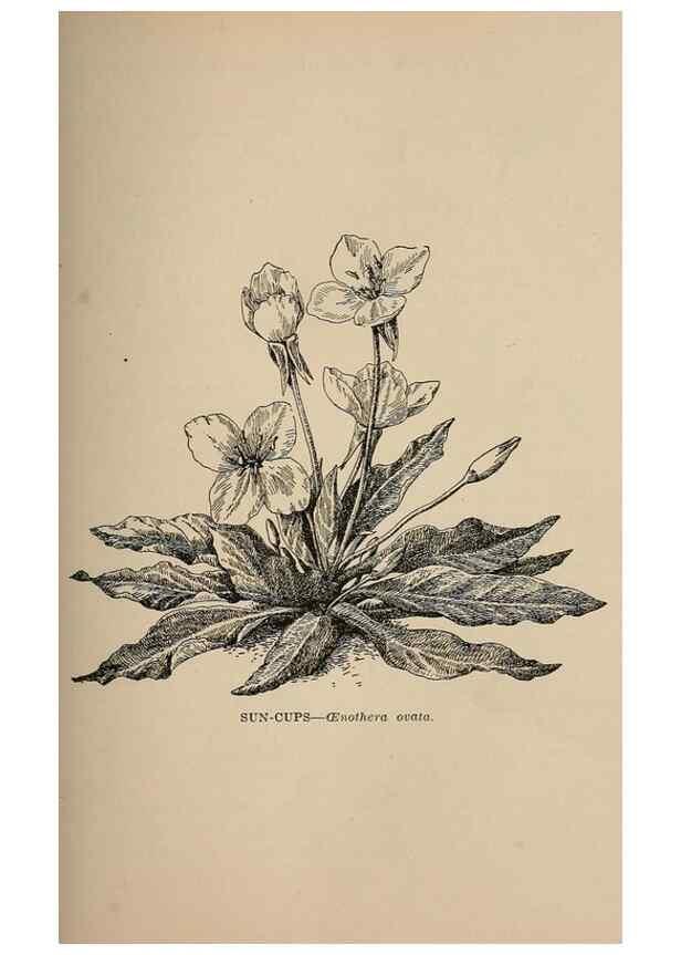 Reproducción/Reproduction 7176737866: The wild flowers of California;. San Francisco,Payot, Upham, & company,1902.