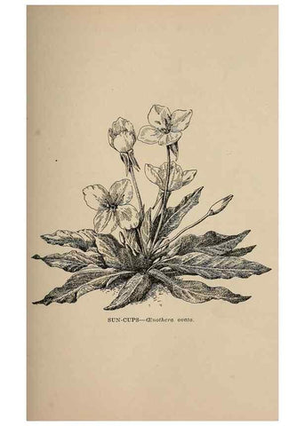 Reproducción/Reproduction 7176737866: The wild flowers of California;. San Francisco,Payot, Upham, & company,1902.