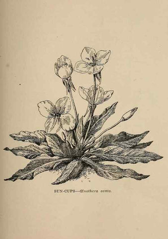 Reproducción/Reproduction 7176737866: The wild flowers of California;. San Francisco,Payot, Upham, & company,1902.