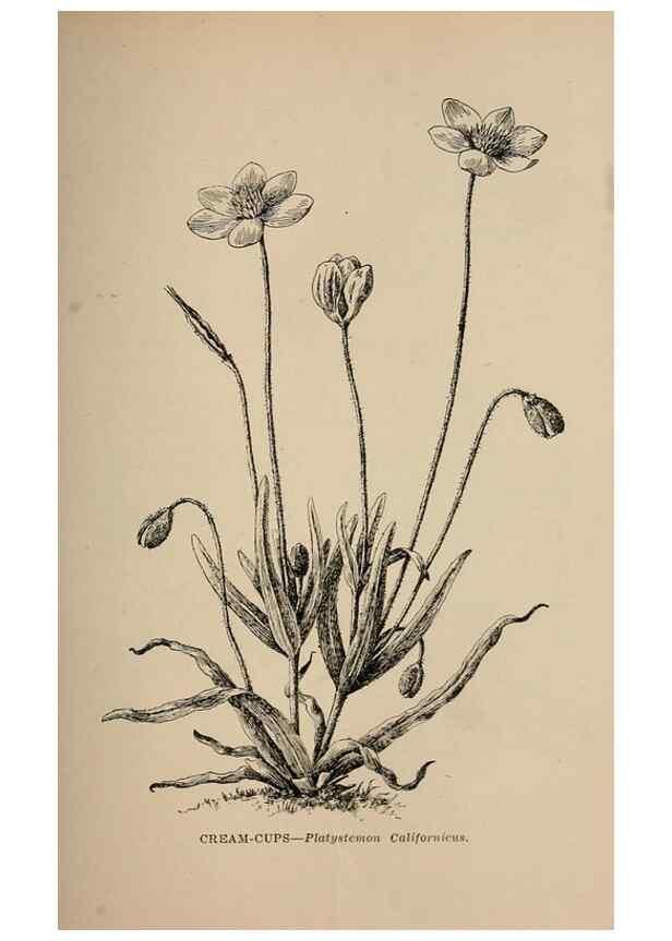 Reproducción/Reproduction 7176739282: The wild flowers of California;. San Francisco,Payot, Upham, & company,1902.