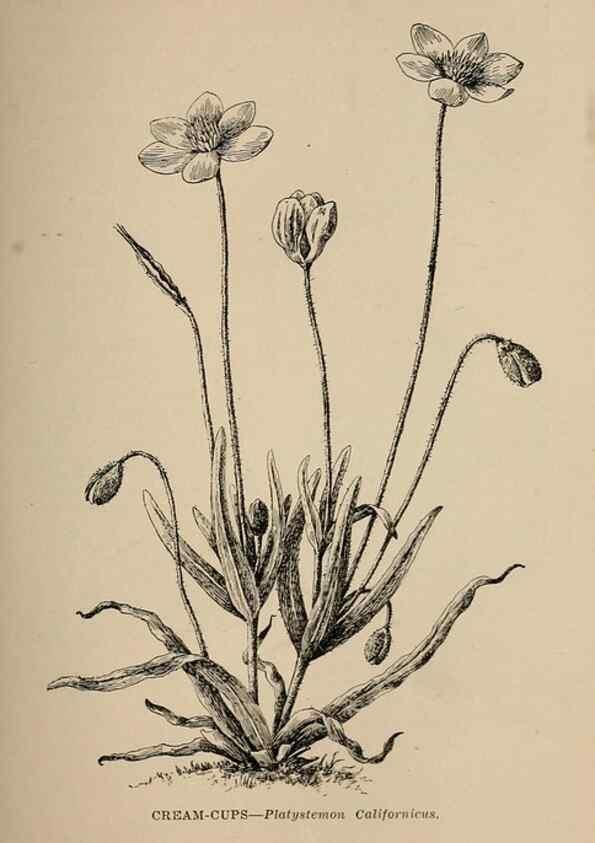 Reproducción/Reproduction 7176739282: The wild flowers of California;. San Francisco,Payot, Upham, & company,1902.