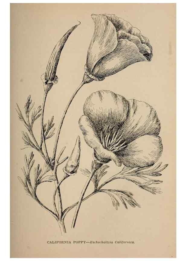 Reproducción/Reproduction 7176740810: The wild flowers of California;. San Francisco,Payot, Upham, & company,1902.