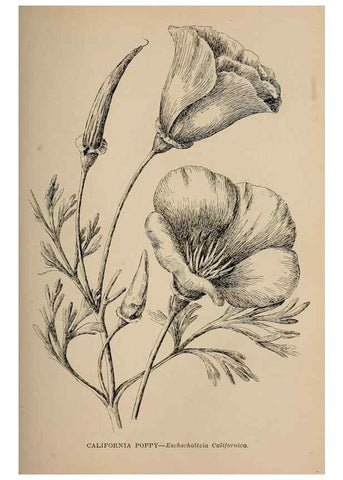 Reproducción/Reproduction 7176740810: The wild flowers of California;. San Francisco,Payot, Upham, & company,1902.