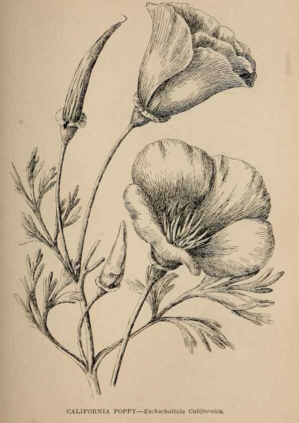 Reproducción/Reproduction 7176740810: The wild flowers of California;. San Francisco,Payot, Upham, & company,1902.