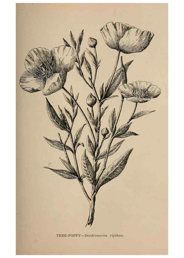 Reproducción/Reproduction 7176742330: The wild flowers of California;. San Francisco,Payot, Upham, & company,1902.