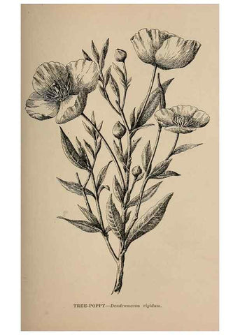 Reproducción/Reproduction 7176742330: The wild flowers of California;. San Francisco,Payot, Upham, & company,1902.
