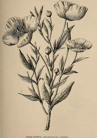 Reproducción/Reproduction 7176742330: The wild flowers of California;. San Francisco,Payot, Upham, & company,1902.