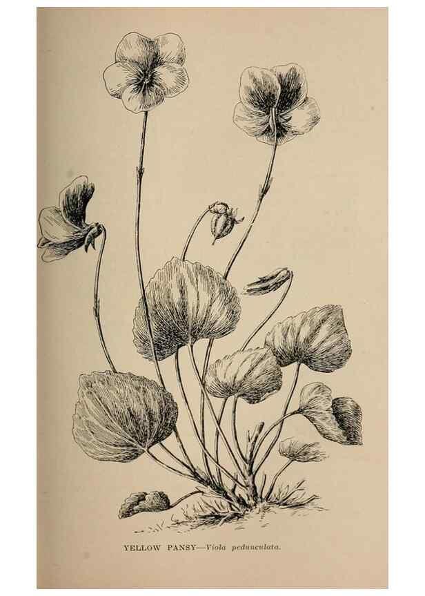 Reproducción/Reproduction 7176743586: The wild flowers of California;. San Francisco,Payot, Upham, & company,1902.