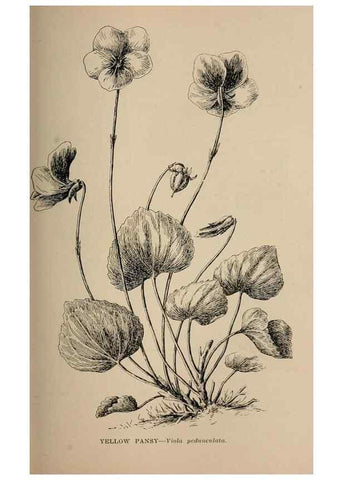 Reproducción/Reproduction 7176743586: The wild flowers of California;. San Francisco,Payot, Upham, & company,1902.