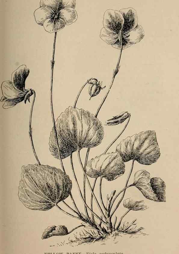 Reproducción/Reproduction 7176743586: The wild flowers of California;. San Francisco,Payot, Upham, & company,1902.