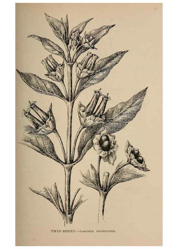 Reproducción/Reproduction 7176745188: The wild flowers of California;. San Francisco,Payot, Upham, & company,1902.