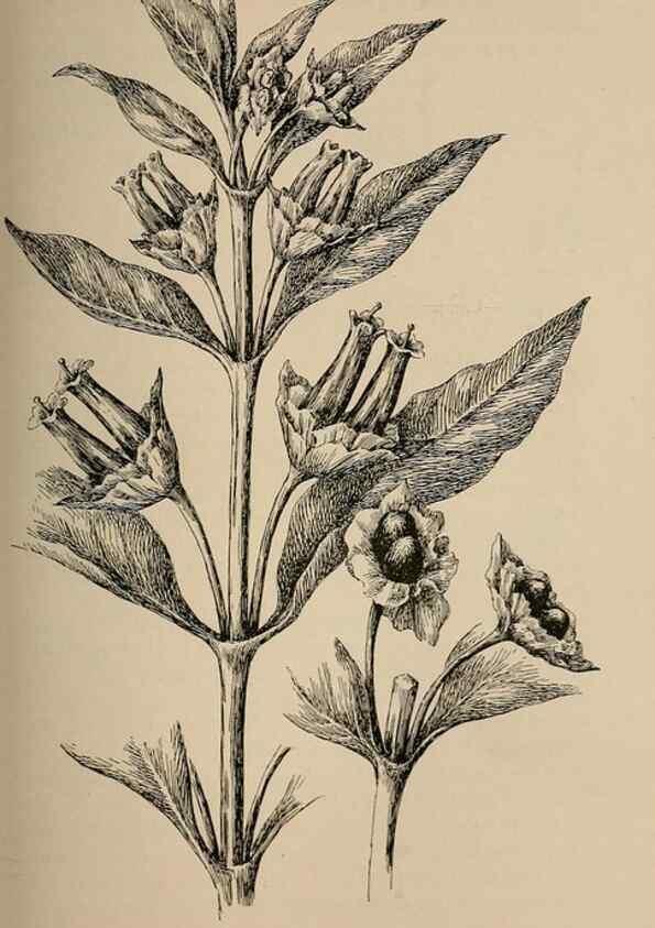 Reproducción/Reproduction 7176745188: The wild flowers of California;. San Francisco,Payot, Upham, & company,1902.