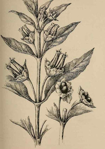 Reproducción/Reproduction 7176745188: The wild flowers of California;. San Francisco,Payot, Upham, & company,1902.