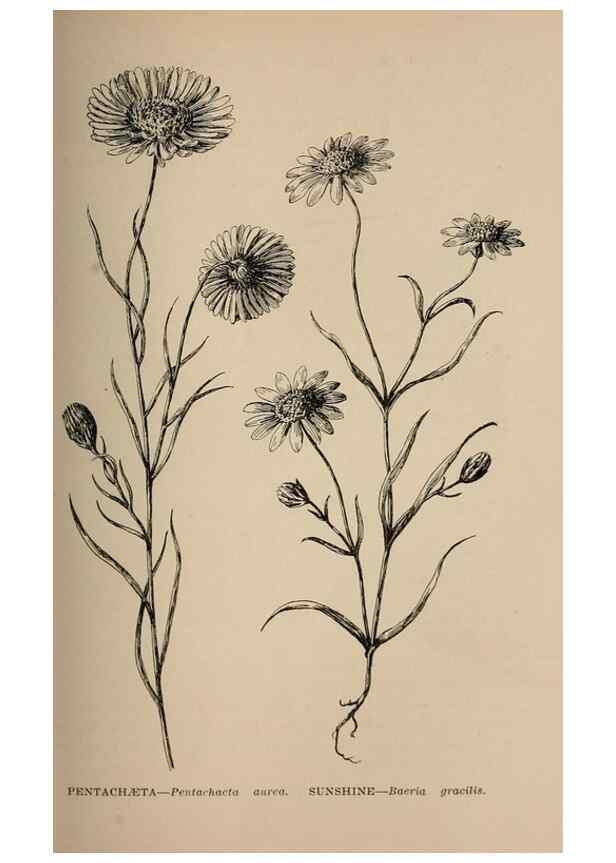 Reproducción/Reproduction 7176746520: The wild flowers of California;. San Francisco,Payot, Upham, & company,1902.