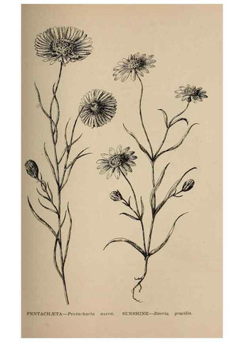 Reproducción/Reproduction 7176746520: The wild flowers of California;. San Francisco,Payot, Upham, & company,1902.