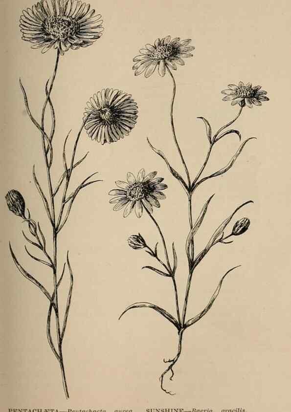 Reproducción/Reproduction 7176746520: The wild flowers of California;. San Francisco,Payot, Upham, & company,1902.