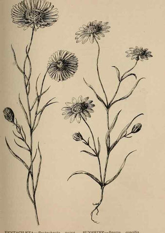 Reproducción/Reproduction 7176746520: The wild flowers of California;. San Francisco,Payot, Upham, & company,1902.