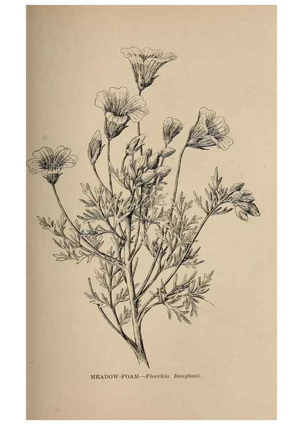 Reproducción/Reproduction 7176748282: The wild flowers of California;. San Francisco,Payot, Upham, & company,1902.