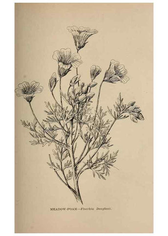 Reproducción/Reproduction 7176748282: The wild flowers of California;. San Francisco,Payot, Upham, & company,1902.