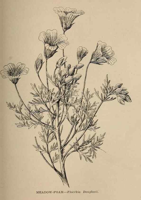 Reproducción/Reproduction 7176748282: The wild flowers of California;. San Francisco,Payot, Upham, & company,1902.