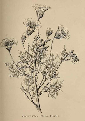 Reproducción/Reproduction 7176748282: The wild flowers of California;. San Francisco,Payot, Upham, & company,1902.