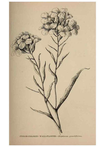 Reproducción/Reproduction 7176751468: The wild flowers of California;. San Francisco,Payot, Upham, & company,1902.