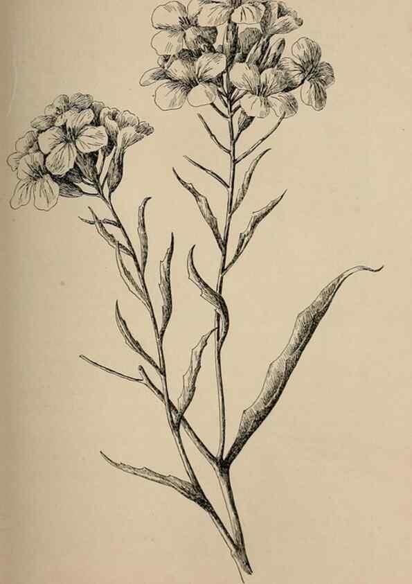 Reproducción/Reproduction 7176751468: The wild flowers of California;. San Francisco,Payot, Upham, & company,1902.