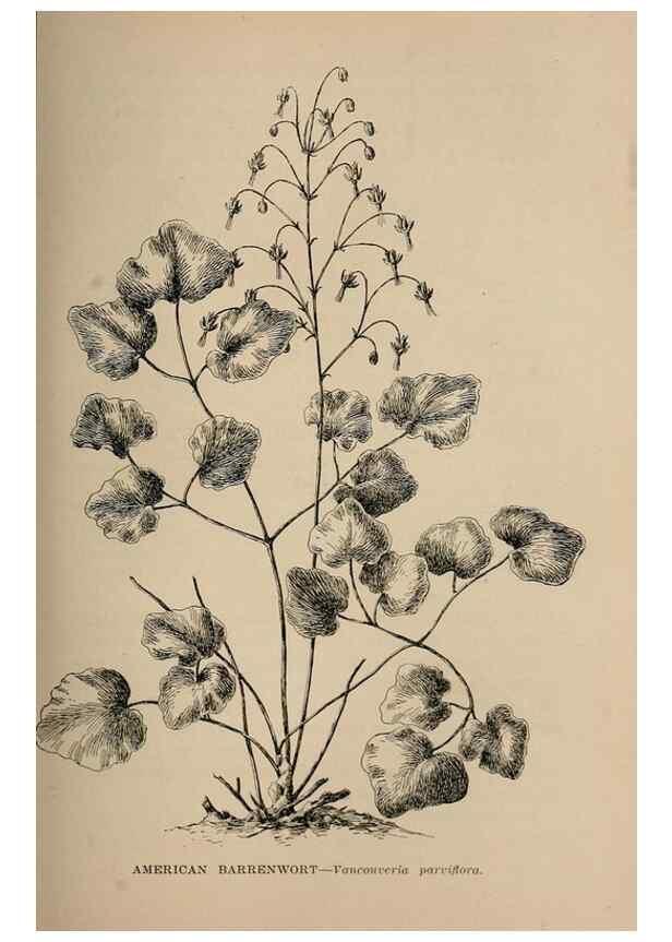 Reproducción/Reproduction 7176728134: The wild flowers of California;. San Francisco,Payot, Upham, & company,1902.