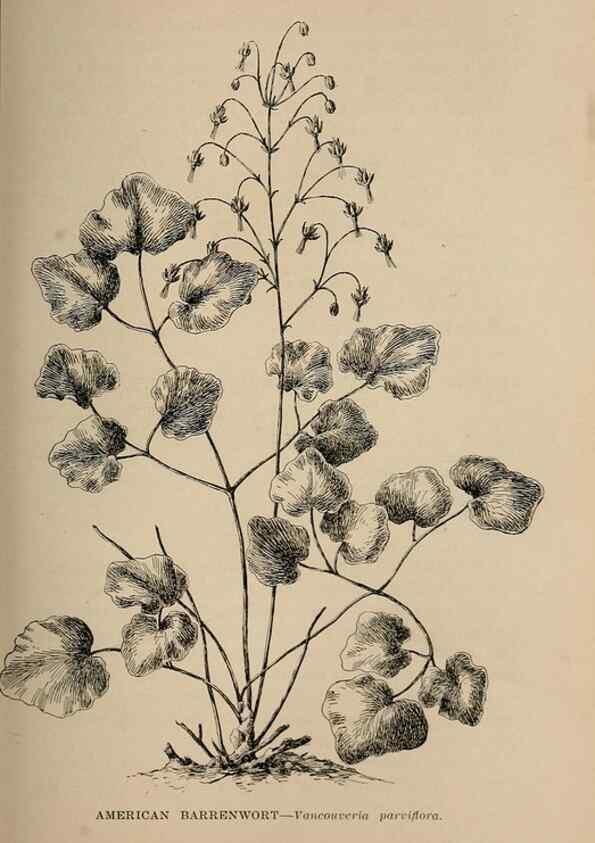 Reproducción/Reproduction 7176728134: The wild flowers of California;. San Francisco,Payot, Upham, & company,1902.