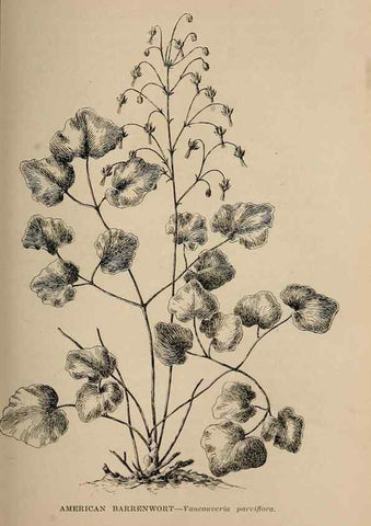 Reproducción/Reproduction 7176728134: The wild flowers of California;. San Francisco,Payot, Upham, & company,1902.