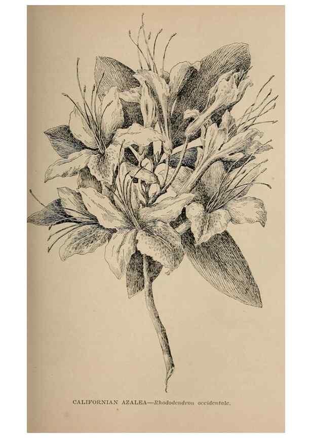 Reproducción/Reproduction 7176726376: The wild flowers of California;. San Francisco,Payot, Upham, & company,1902.