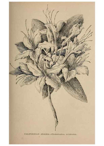 Reproducción/Reproduction 7176726376: The wild flowers of California;. San Francisco,Payot, Upham, & company,1902.