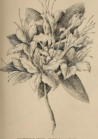 Reproducción/Reproduction 7176726376: The wild flowers of California;. San Francisco,Payot, Upham, & company,1902.